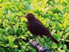 Turdus mandarinus