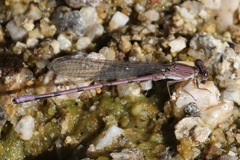 Argia pallens