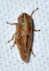 Aphrophora saratogensis