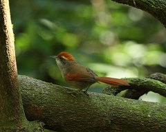 Synallaxis ruficapilla