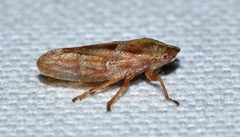 Aphrophora saratogensis