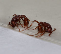 Neivamyrmex nigrescens