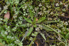 Plantago triandra