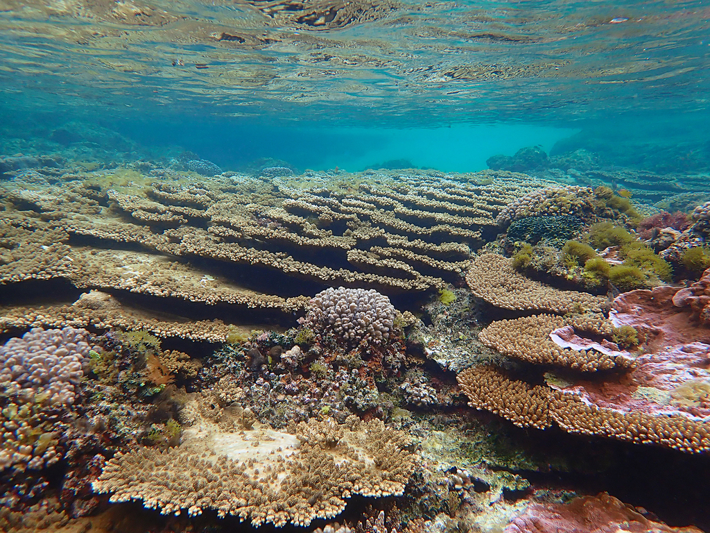 Acropora solitaryensis