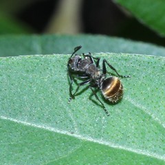Polyrhachis aurea