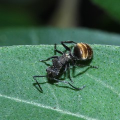 Polyrhachis aurea