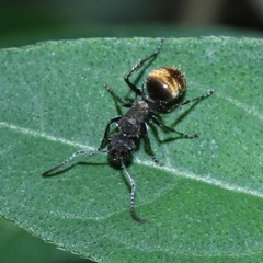 Polyrhachis aurea