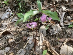 Trillium catesbaei