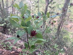 Calycanthus floridus