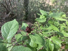 Calycanthus floridus