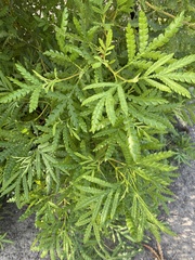 Lyonothamnus