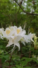 Rhododendron alabamense