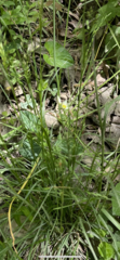 Nothoscordum bivalve