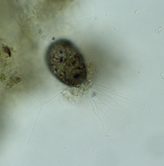 Cercozoa