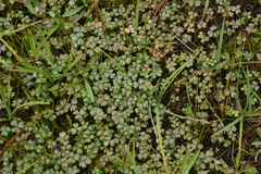 Hydrocotyle hydrophila