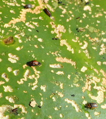 Galerucella nymphaeae