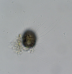 Cercozoa