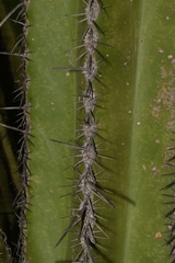 Escontria chiotilla