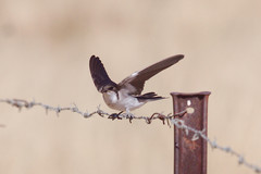 Hirundo dimidiata