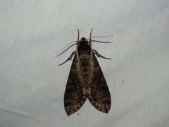 Manduca hannibal