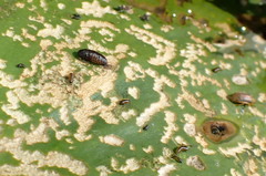 Galerucella nymphaeae