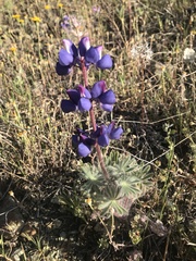 Lupinus spectabilis