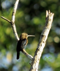 Brachygalba lugubris