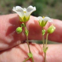 Mononeuria nuttallii