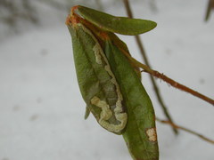 Phyllonorycter ledella