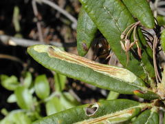 Phyllonorycter ledella