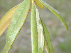 Phyllonorycter ledella