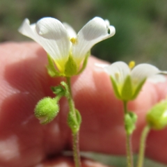 Mononeuria nuttallii