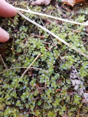 Mnium stellare