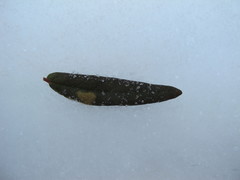 Phyllonorycter ledella