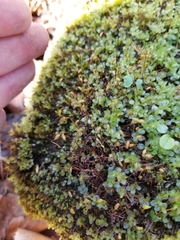 Mnium stellare