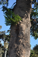 Cupressus