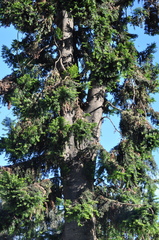 Cupressus