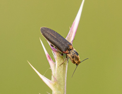 Limonius auripilis