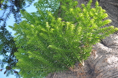 Cupressus
