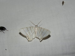 Opisthoxia metargyria