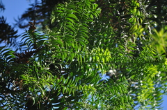 Cupressus