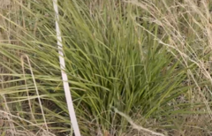 Poaceae