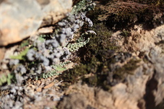 Myriopteris covillei