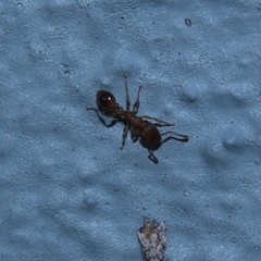 Tetramorium bicarinatum