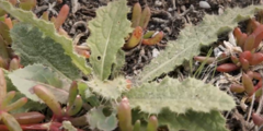Cirsium vulgare