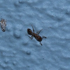 Tetramorium bicarinatum