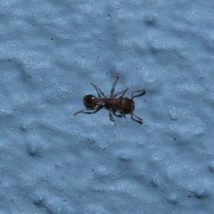 Tetramorium bicarinatum
