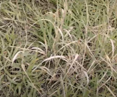 Poaceae