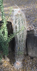 Oreocereus celsianus