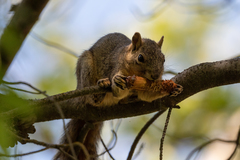 Sciurus niger rufiventer